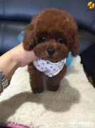 纯种泰迪幼犬、先检测健康再购买、可视频挑选送狗上门