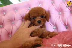 纯种泰迪幼犬、先检测健康再购买、可视频挑选送狗上门