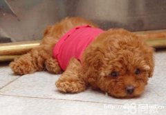 纯种泰迪幼犬、先检测健康再购买、可视频挑选送狗上门