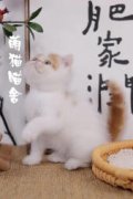 猫舍纯正异国短毛猫 加菲猫 性格超好 保证健康