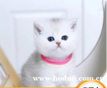 正规CFA猫舍 纯种渐层 货到付款可以签协议